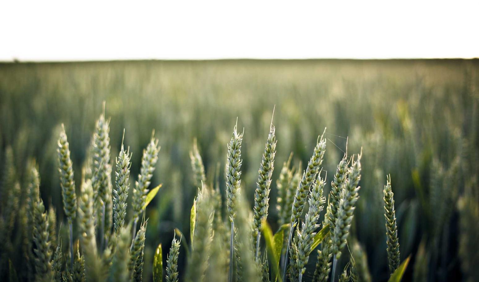 金山云实名账号:大连麻将代理平台