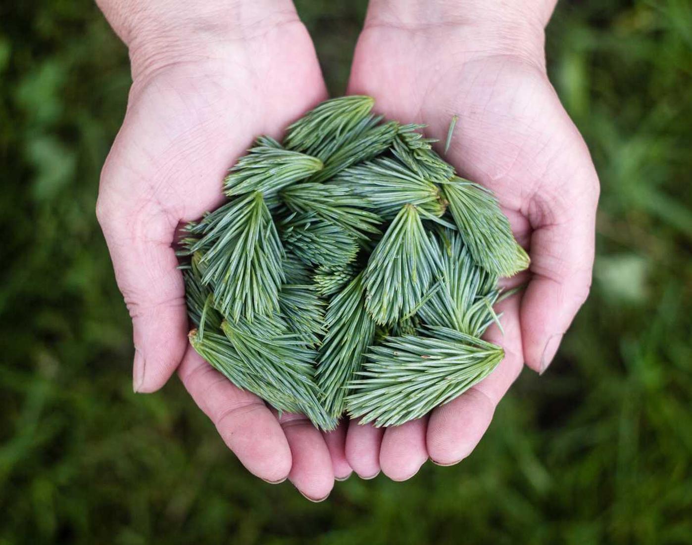 ORIS豪利时米兰：三全app详情下载教程