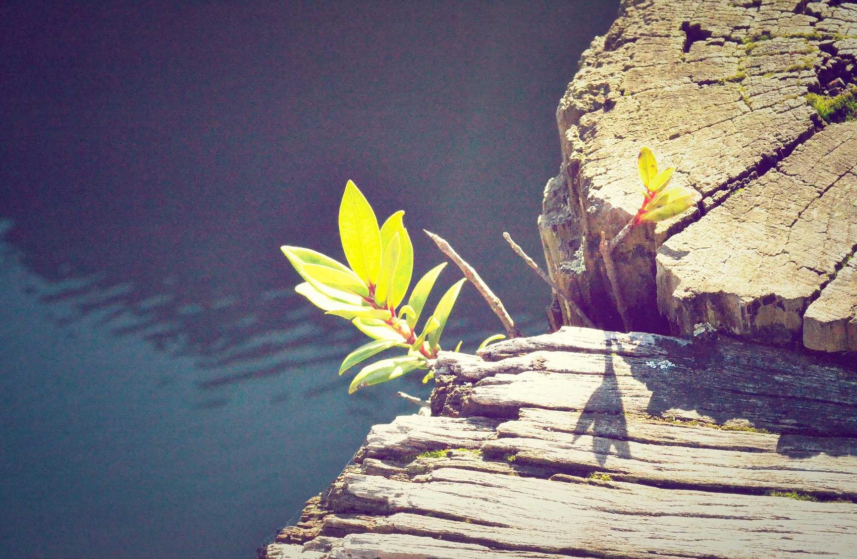 星美通信实名账号:短信的社交网络效应